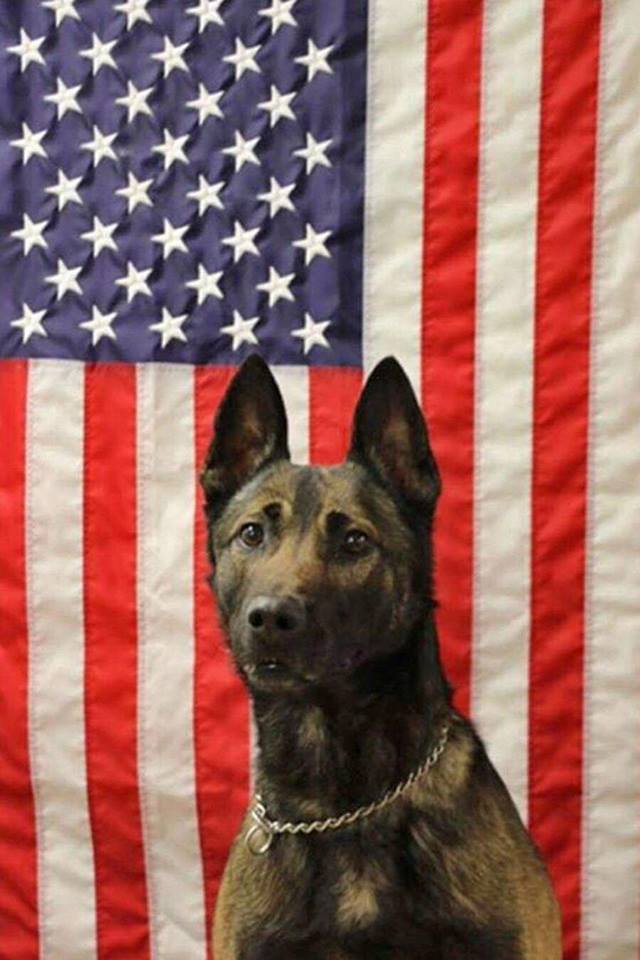 Army Ranger dog who died in Afghanistan saved soldiers’ lives